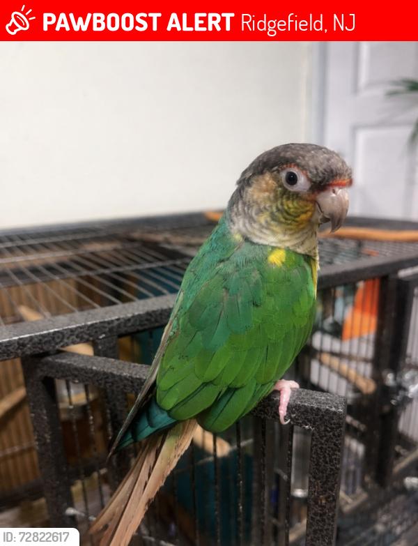 Lost Male Bird last seen Borough Lane and Palisades Park High school, Ridgefield, NJ 07010