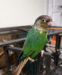 Lost Male Bird last seen Borough Lane and Palisades Park High school, Ridgefield, NJ 07010