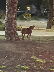 Found/Stray Unknown Dog last seen Valinda Ave and Alwood , West Covina, CA 91790