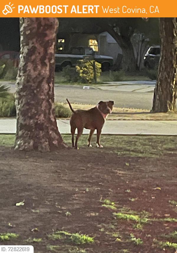 Found/Stray Unknown Dog last seen Valinda Ave and Alwood , West Covina, CA 91790