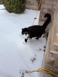 Lost Male Cat last seen Chisholm crossing , Round Rock, TX 78664