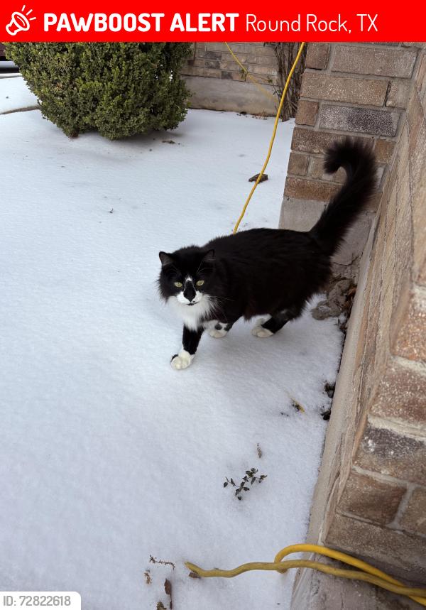 Lost Male Cat last seen Chisholm crossing , Round Rock, TX 78664