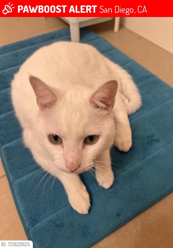 Lost Male Cat last seen Barrymore St., San Diego, CA 92129