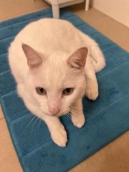 Lost Male Cat last seen Barrymore St., San Diego, CA 92129