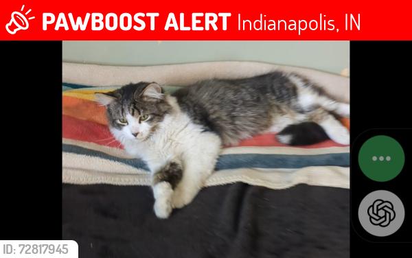 Lost Male Cat last seen Minnesota and Sheffield , Indianapolis, IN 46221