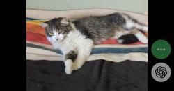 Lost Male Cat last seen Minnesota and Sheffield , Indianapolis, IN 46221