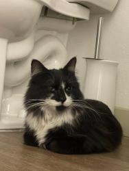 Found/Stray Male Cat last seen Mckellips, Mesa, AZ 85201