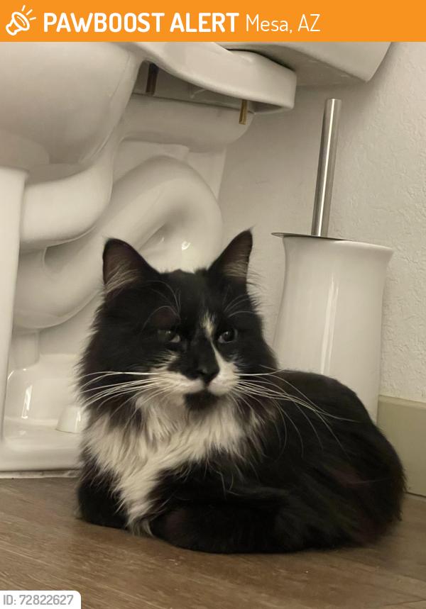 Found/Stray Male Cat last seen Mckellips, Mesa, AZ 85201