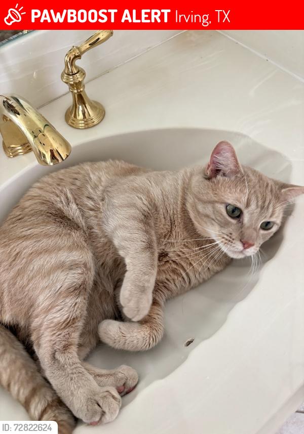 Lost Male Cat last seen Near Texaco on N. MacArthur, Irving, TX 75063