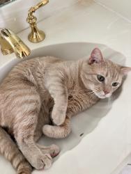 Lost Male Cat last seen Near Texaco on N. MacArthur, Irving, TX 75063