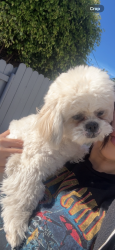 Lost Female Dog last seen Crenshaw and 30th, Los Angeles, CA 90018