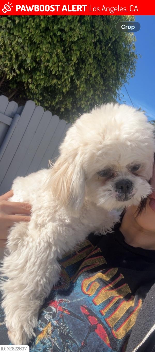 Lost Female Dog last seen Crenshaw and 30th, Los Angeles, CA 90018