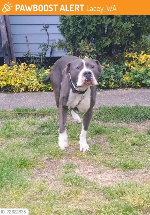 Found/Stray Male Dog last seen Lakepointe Park, Lacey, WA 98513