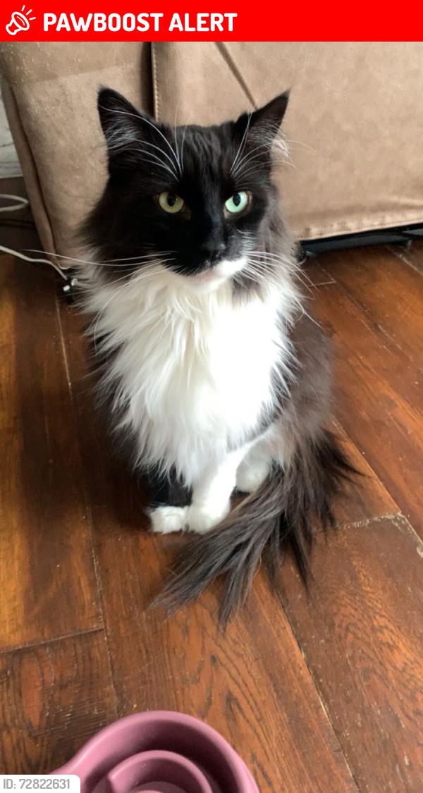 Lost Male Cat last seen Near gilridge dr, Fredericton, NB E3G 9W7