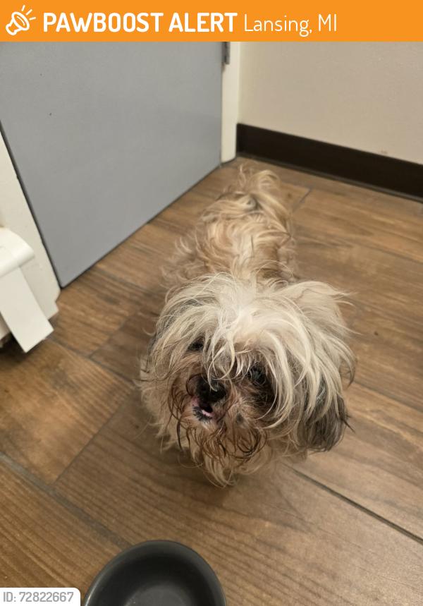 Found/Stray Male Dog last seen Willow and Sunset (by the old DeLuca's, Lansing, MI 48917
