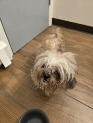 Found/Stray Male Dog last seen Willow and Sunset (by the old DeLuca's, Lansing, MI 48917