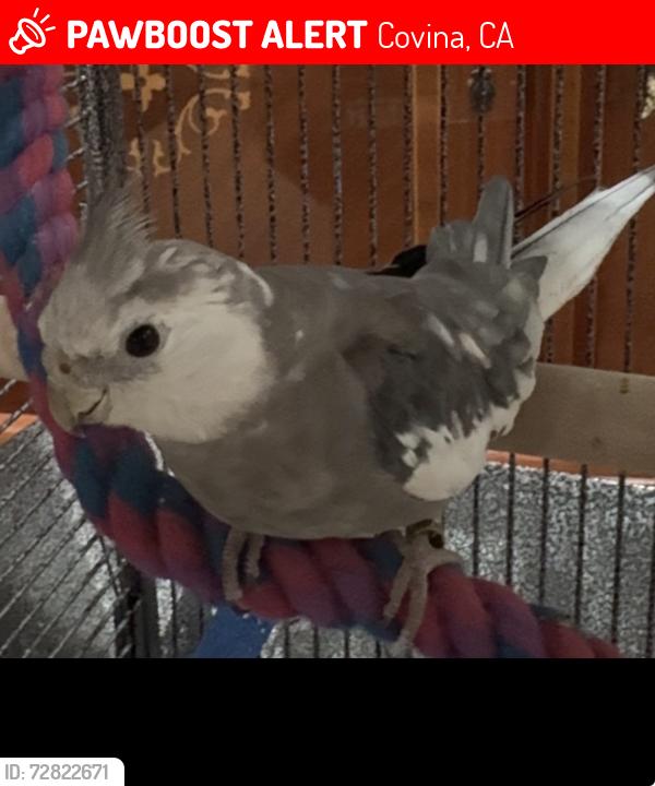 Lost Male Bird last seen Covina and cummings Rd, Covina, CA 91724
