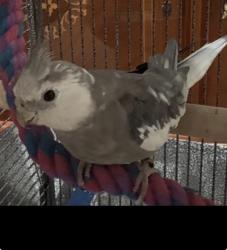Lost Male Bird last seen Covina and cummings Rd, Covina, CA 91724