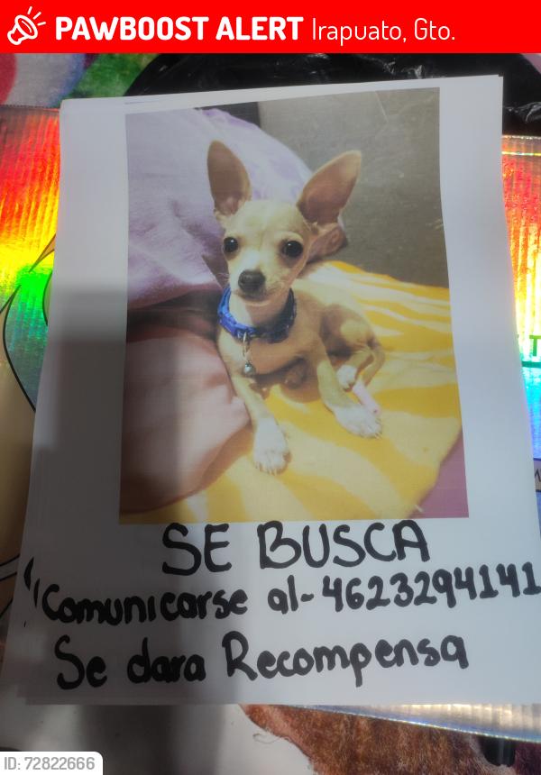 Lost Male Dog last seen Bordo del río y carrizalito, Irapuato, Gto. 36687