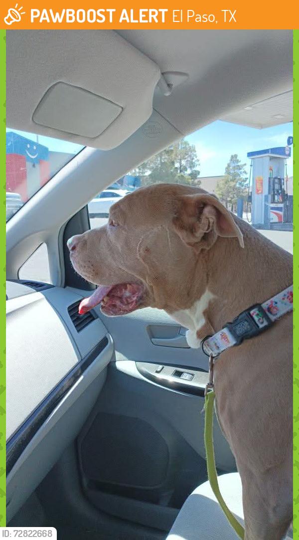 Found/Stray Male Dog last seen Comet and moonlight , El Paso, TX 79904