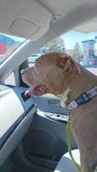 Found/Stray Male Dog last seen Comet and moonlight , El Paso, TX 79904