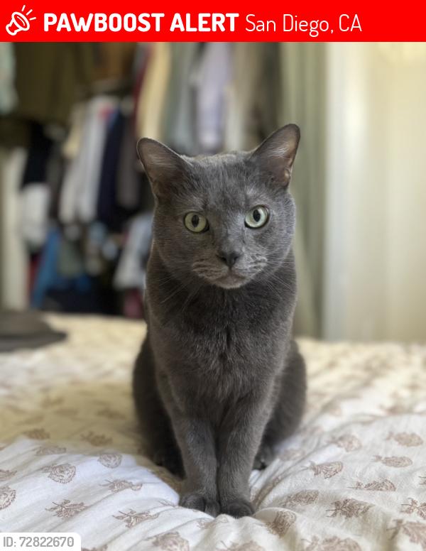 Lost Male Cat last seen Bordelon St- Aero Ridge neighborhood , San Diego, CA 92124