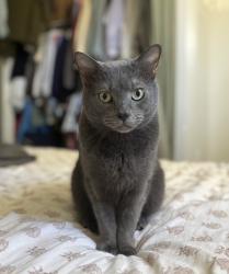 Lost Male Cat last seen Bordelon St- Aero Ridge neighborhood , San Diego, CA 92124