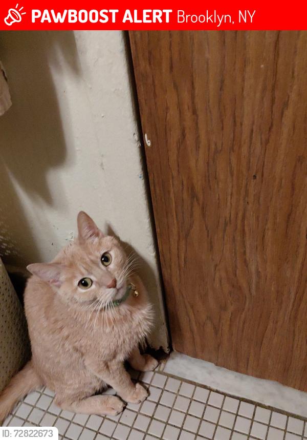 Lost Female Cat last seen Near livonia ave, Brooklyn, NY 11212