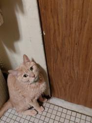Lost Female Cat last seen Near livonia ave, Brooklyn, NY 11212
