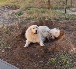 Lost Female Dog last seen  FM 1355, Armstrong, near old animal shelter , Kingsville, TX 78363