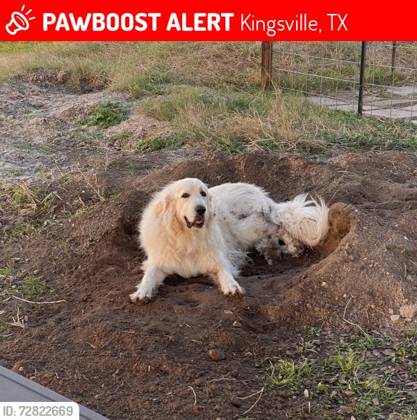 Lost Female Dog last seen  FM 1355, Armstrong, near old animal shelter , Kingsville, TX 78363