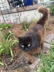 Lost Female Cat last seen Weiblen Pl near Delgado , New Orleans, LA 70124