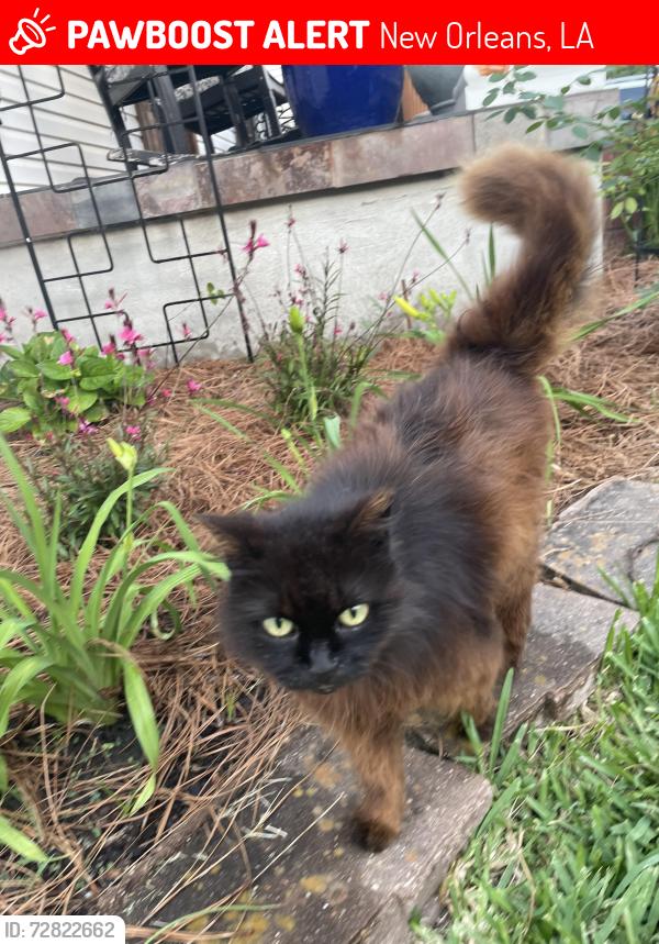 Lost Female Cat last seen Weiblen Pl near Delgado , New Orleans, LA 70124
