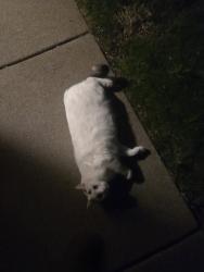 Found/Stray Unknown Cat last seen Near drainage ditch between Plymouth Ave S and Upper Wood Way., Burnsville, MN 55337