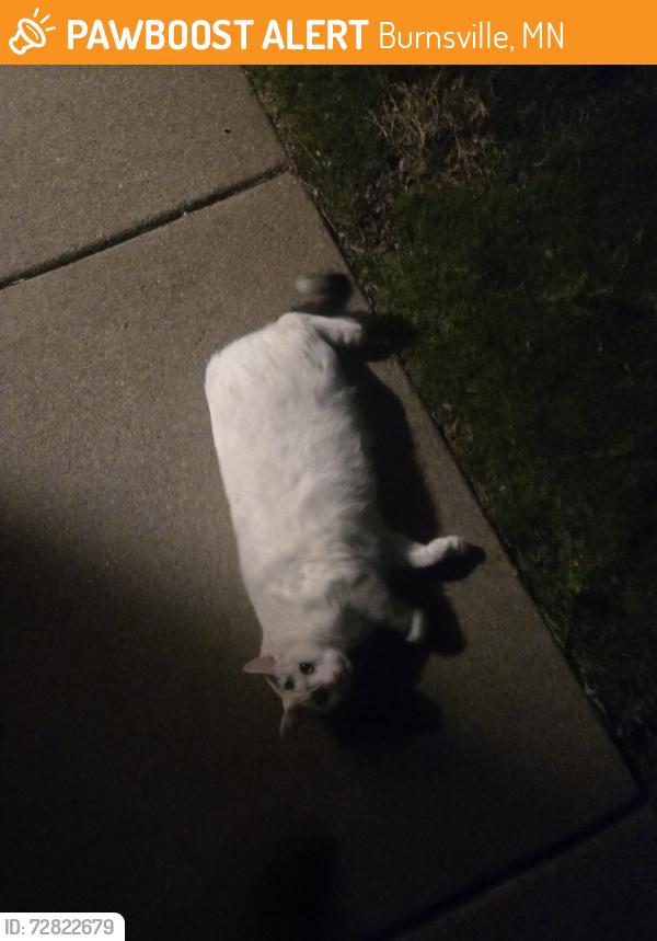 Found/Stray Unknown Cat last seen Near drainage ditch between Plymouth Ave S and Upper Wood Way., Burnsville, MN 55337