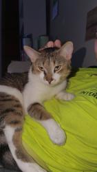 Lost Male Cat last seen etchison road and lee peters, Loganville, GA 30052