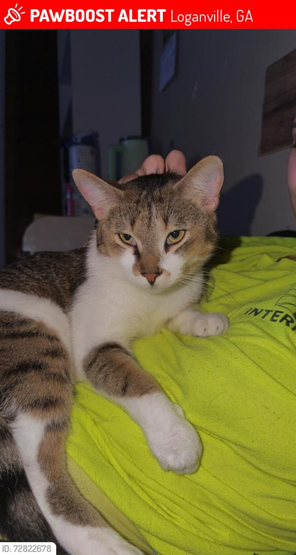 Lost Male Cat last seen etchison road and lee peters, Loganville, GA 30052