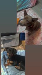 Lost Female Dog last seen Near Gillsville Hwy , Gainesville, GA 30507