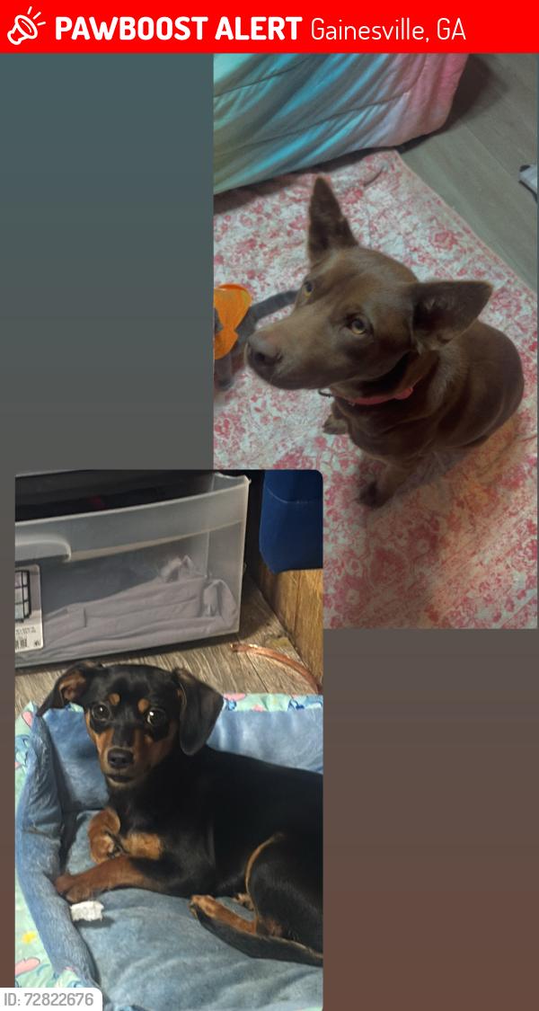 Lost Female Dog last seen Near Gillsville Hwy , Gainesville, GA 30507