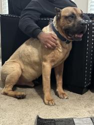 Found/Stray Male Dog last seen Decatur , Decatur, GA 30030