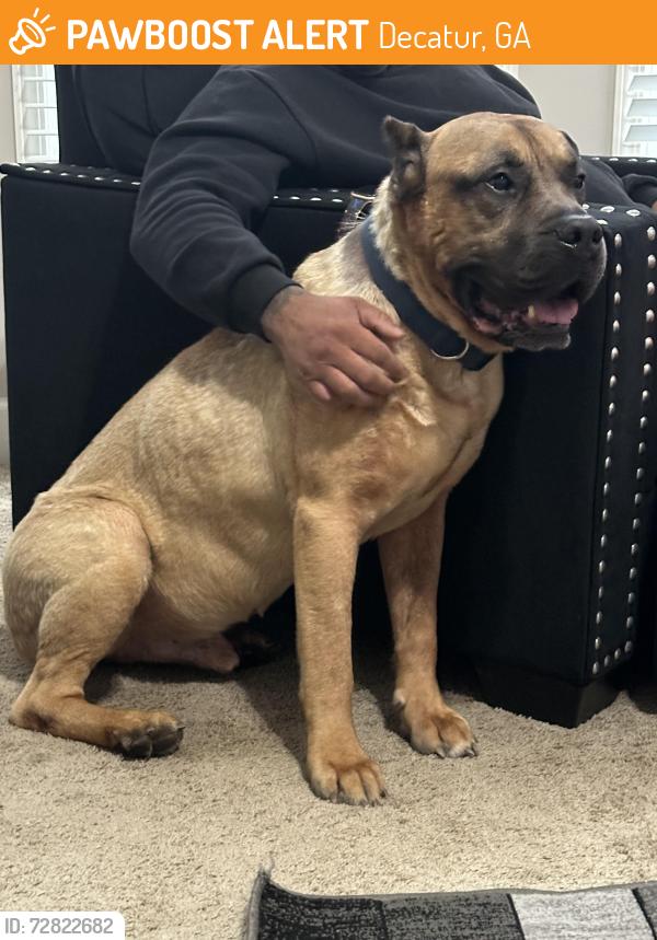 Found/Stray Male Dog last seen Decatur , Decatur, GA 30030
