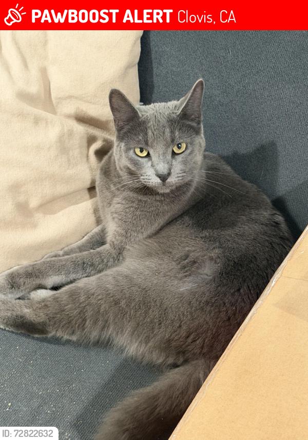 Lost Male Cat last seen Cherokee & Auberry rd, Clovis, CA 93619