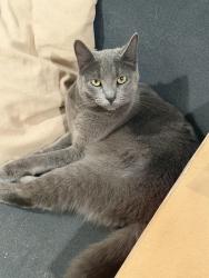 Lost Male Cat last seen Cherokee & Auberry rd, Clovis, CA 93619