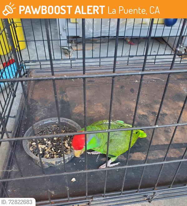 Found/Stray Unknown Bird last seen Valinda and maplegrove, La Puente, CA 91744