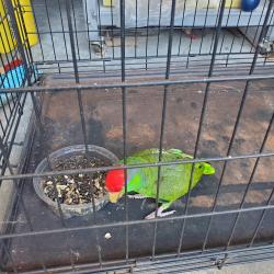 Found/Stray Unknown Bird last seen Valinda and maplegrove, La Puente, CA 91744