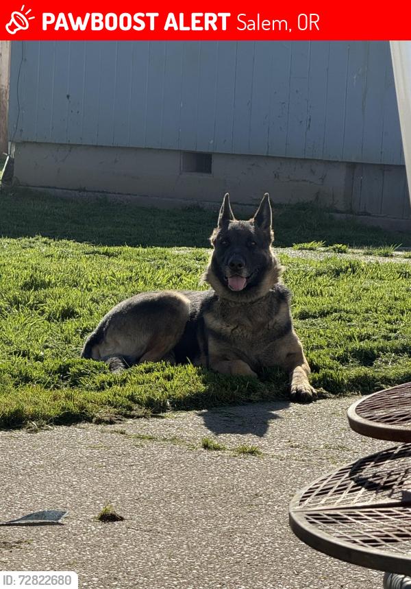 Lost Female Dog last seen Fairview ave se, Salem, OR 97302