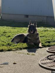 Lost Female Dog last seen Fairview ave se, Salem, OR 97302