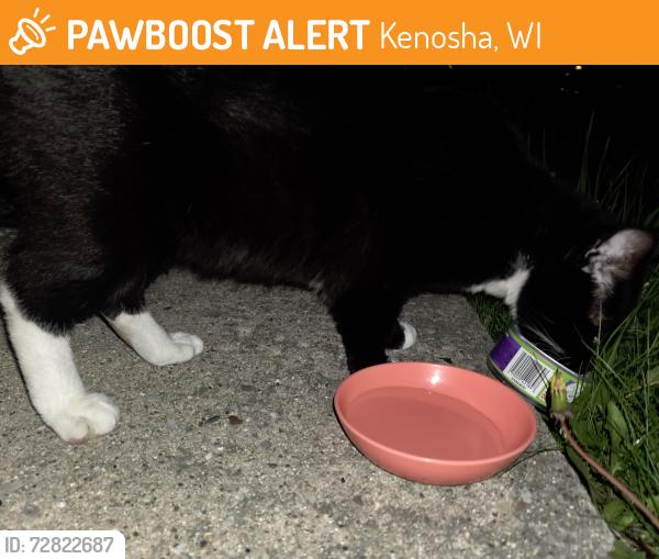 Found/Stray Male Cat last seen 50th st, Kenosha, WI 53142