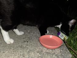 Found/Stray Male Cat last seen 50th st, Kenosha, WI 53142