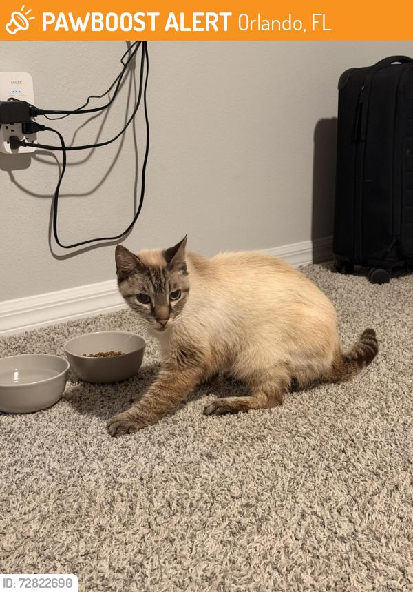 Found/Stray Unknown Cat last seen Near corner of Ranchero St and Redditt Road off of Goldenrod Rd, Orlando, FL 32822